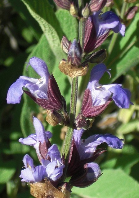 Huile essentielle de Sauge sclarée Bio (Salvia Sclarea) Florame, propriétés  toniques